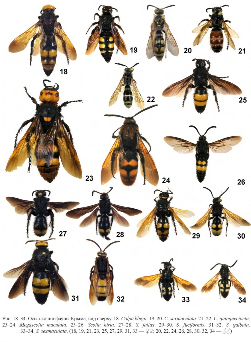 Оса пчела Шмель Шершень Размеры