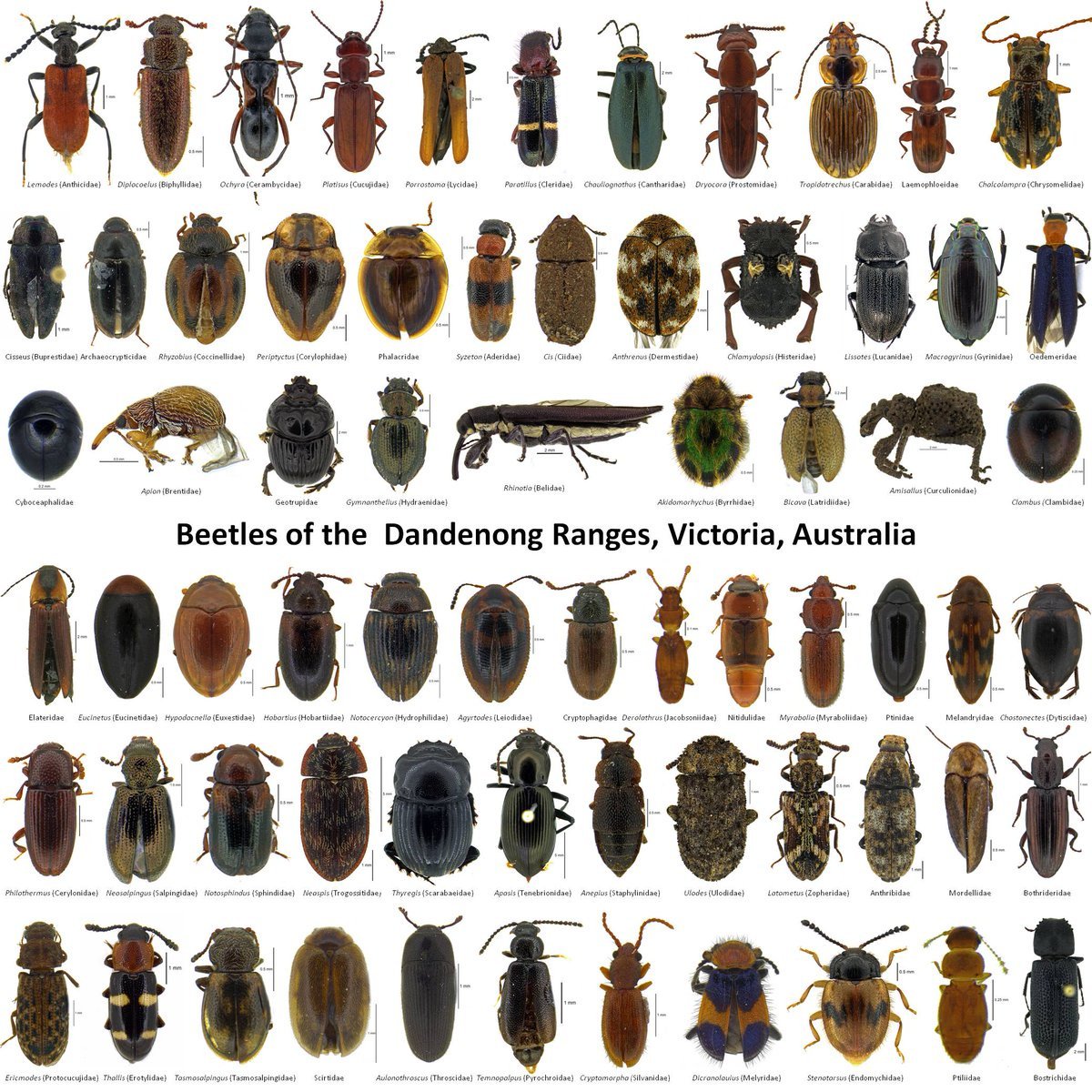 Шершень Германика