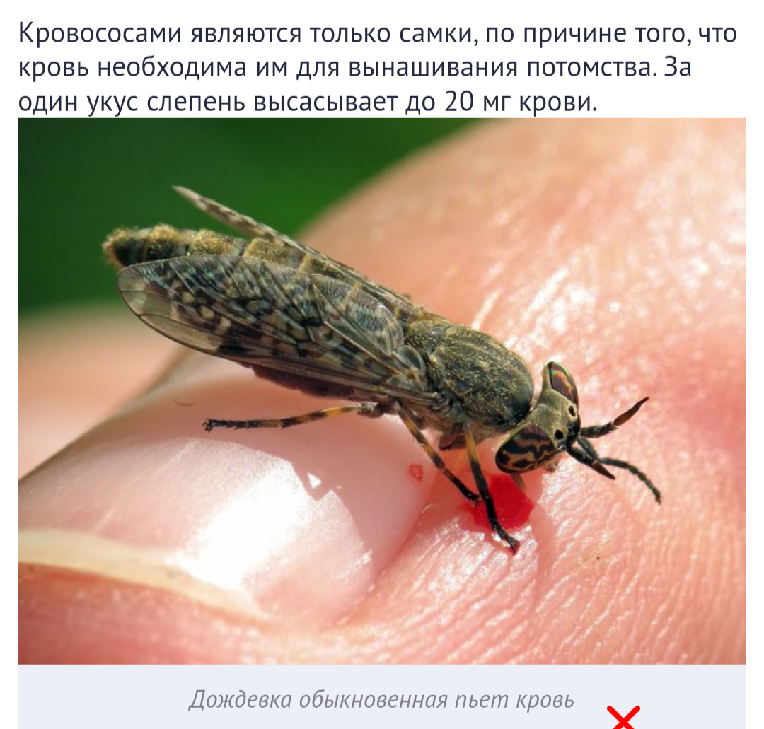 Слепень дождевка обыкновенная