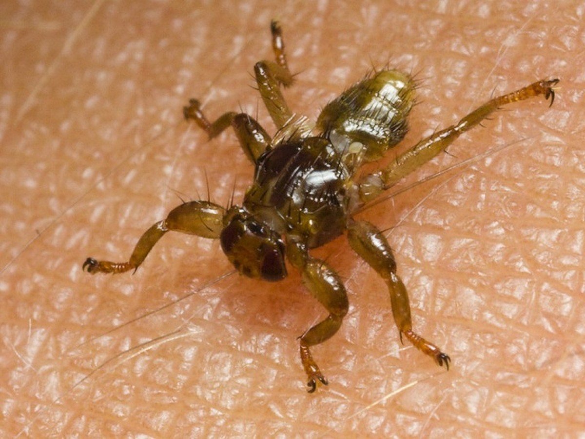 Оленья кровососка (лосиная Муха)