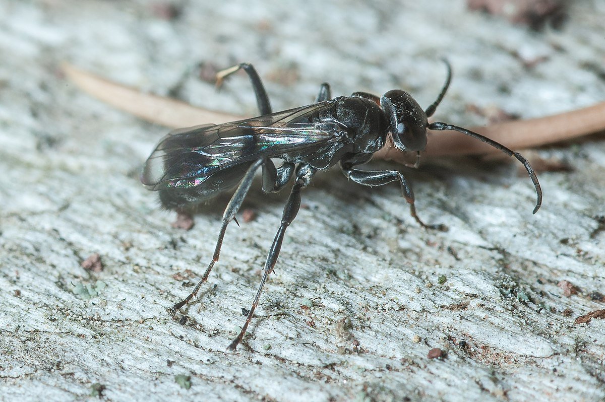 Жалящие насекомые Подмосковья