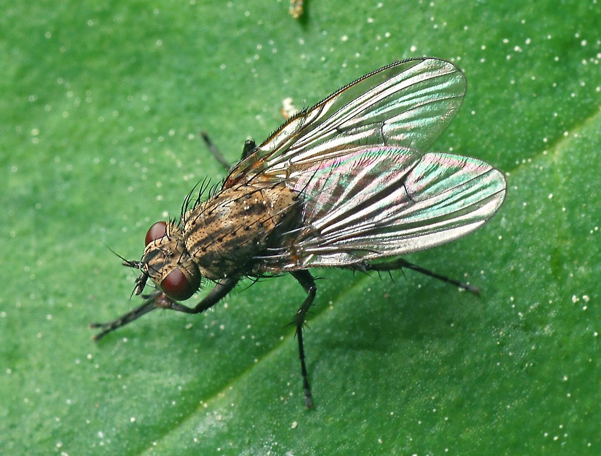 Отряд Двукрылые мухи