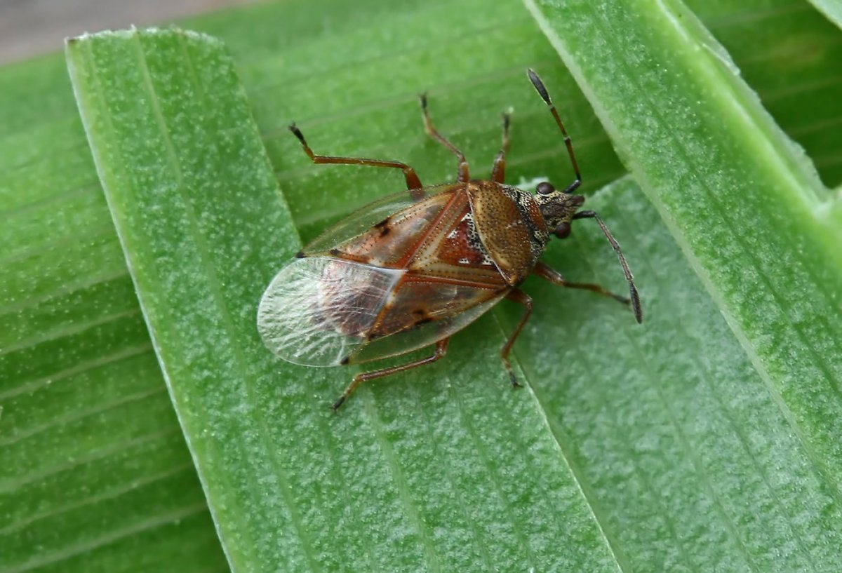 Наземник березовый (kleidocerys resedae