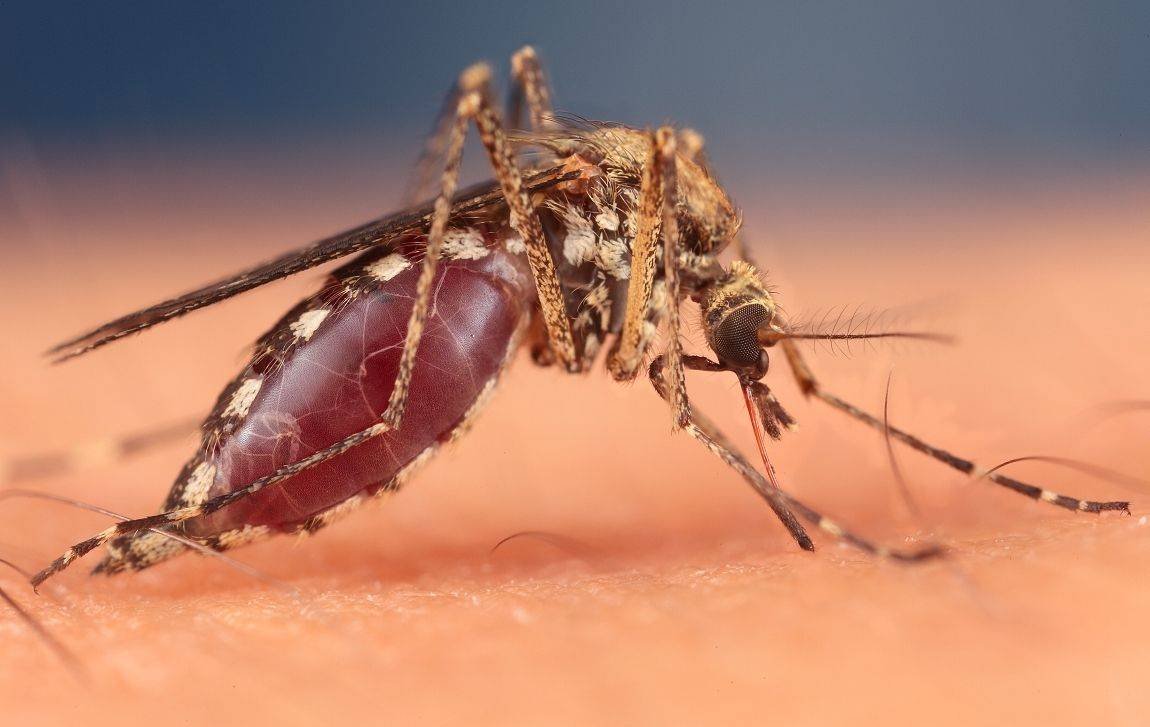 Москит под микроскопом