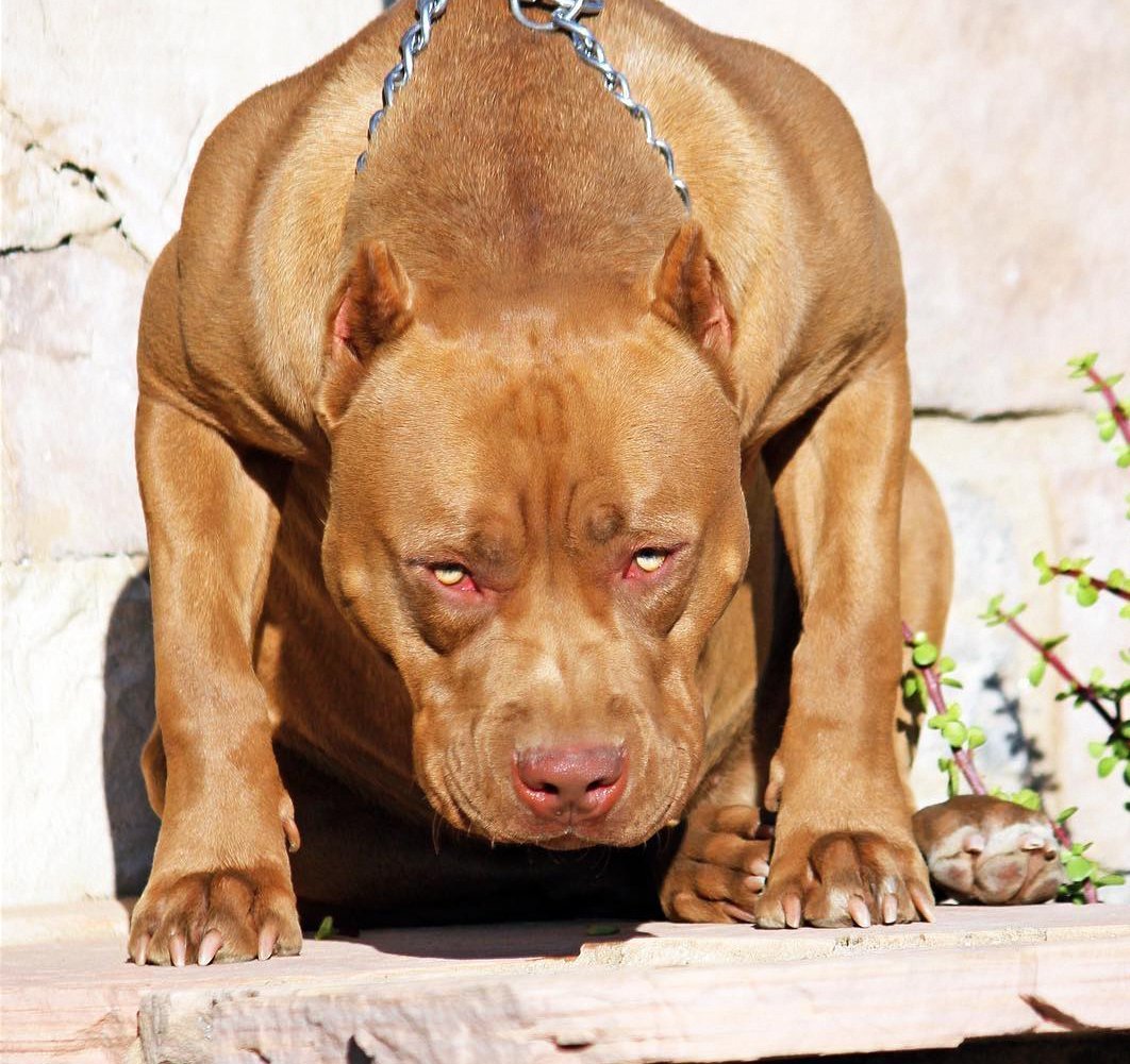 Питбуль американский злой