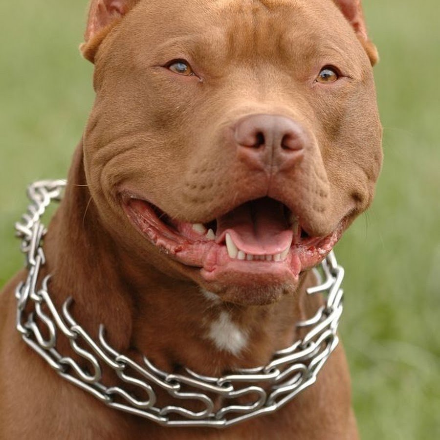 Запрещённые бойцовские собаки