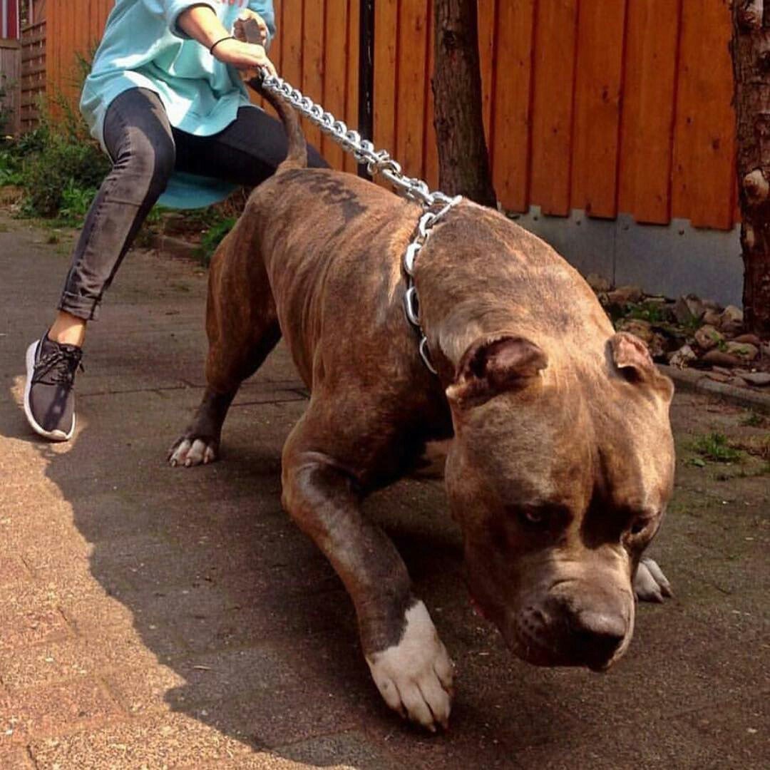 Питбуль с человеком