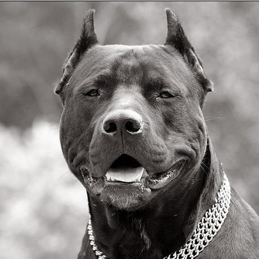 Американский питбультерьер