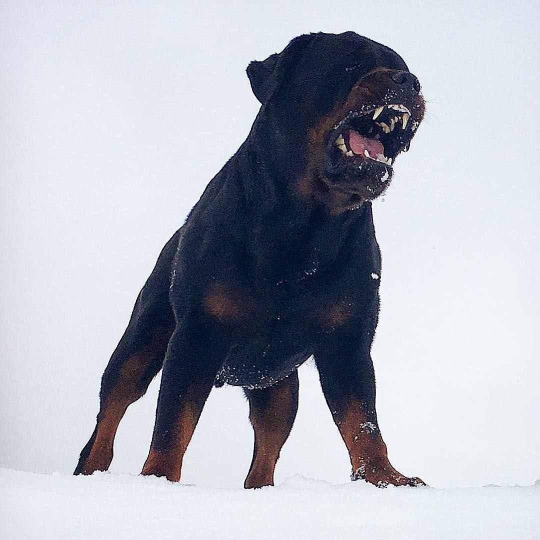 Ротвейлер оскал