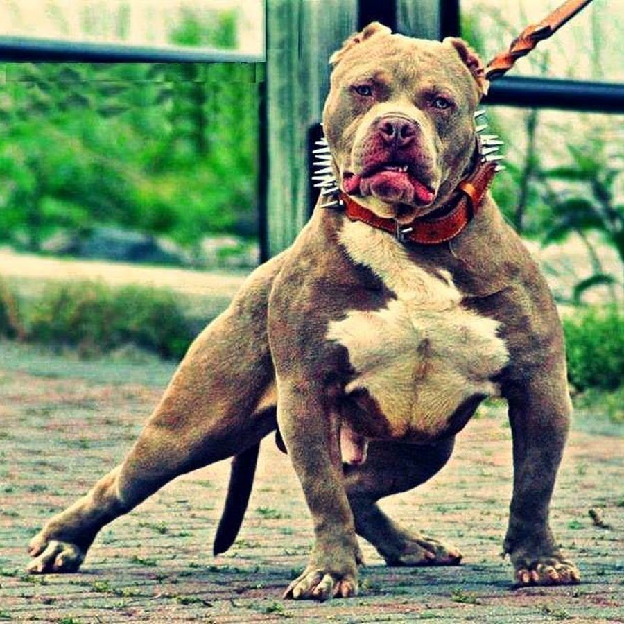 Американский бандог терьер злой