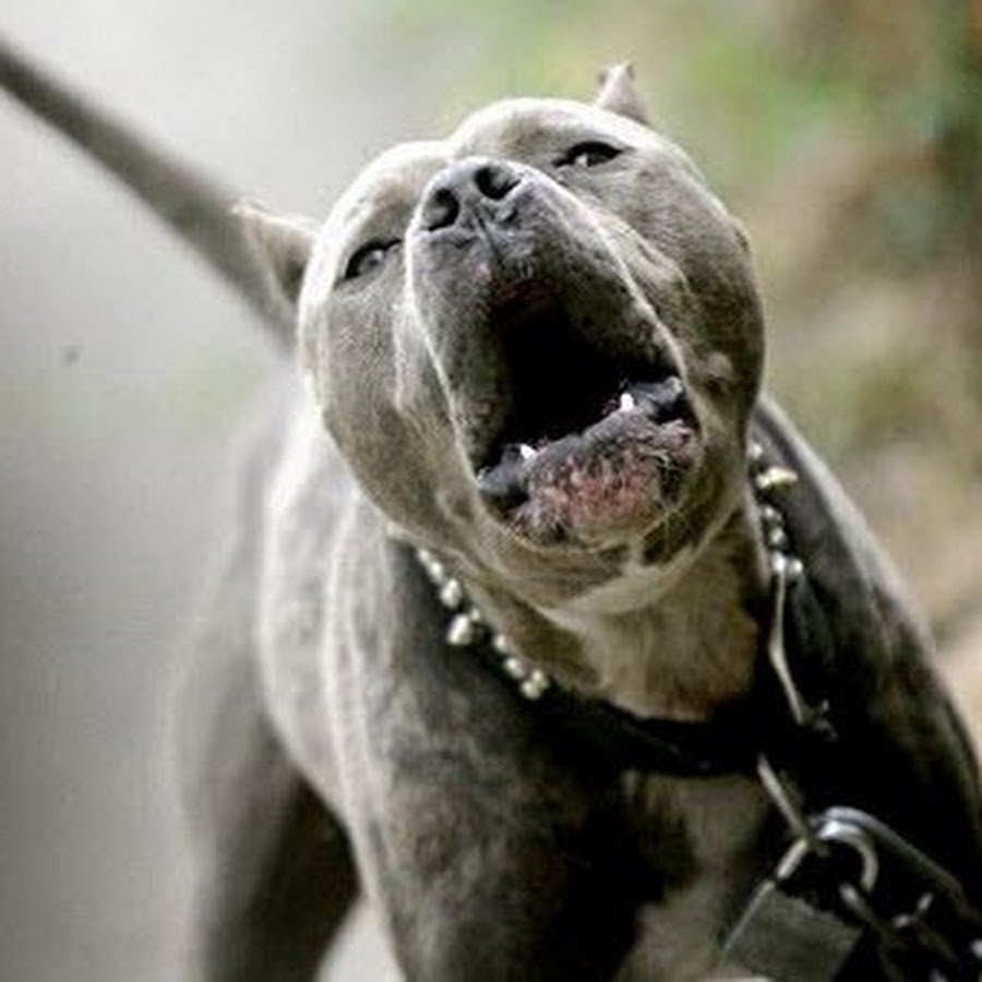 Питбуль оскал