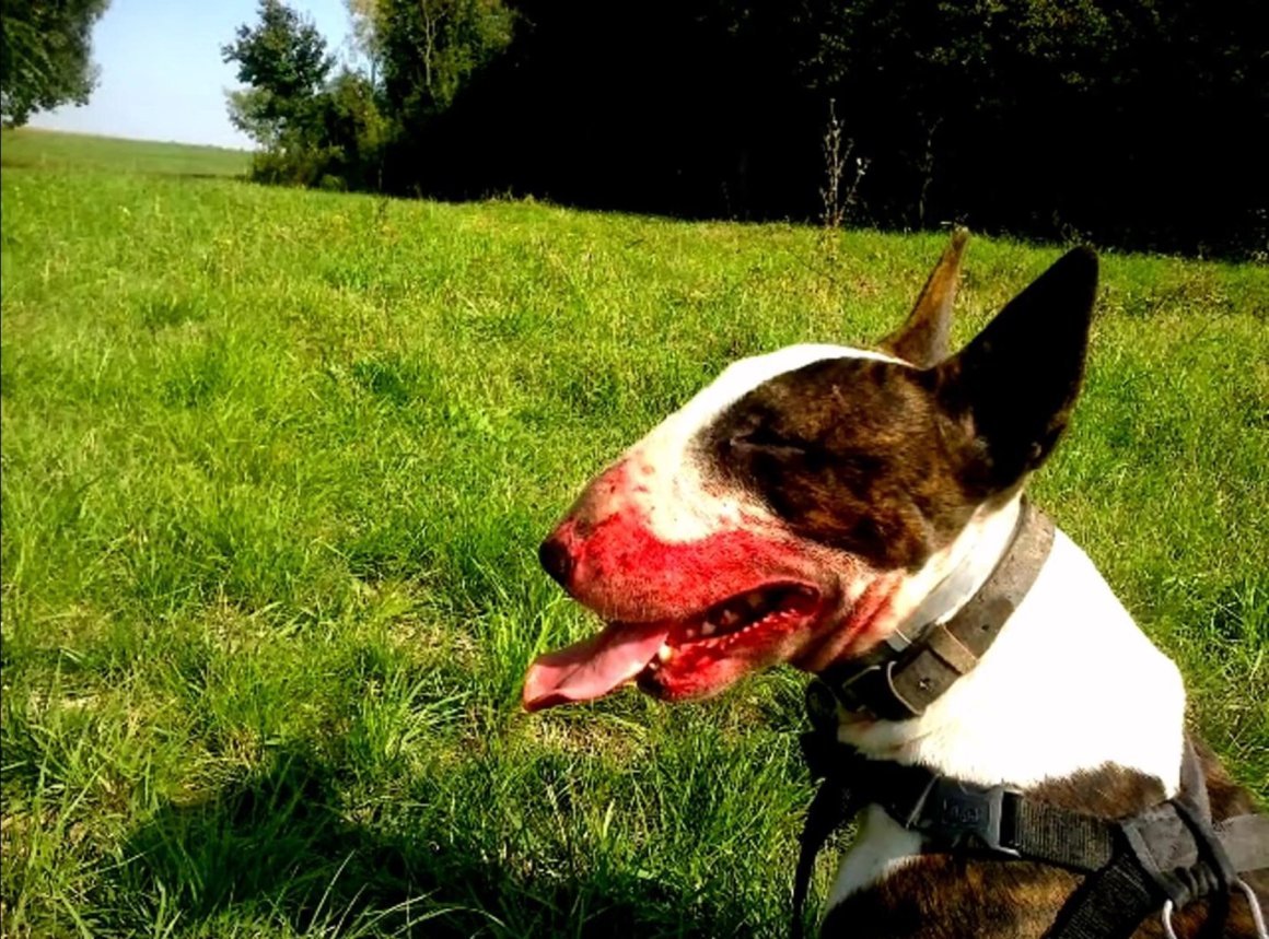 Бультерьер собака убийца