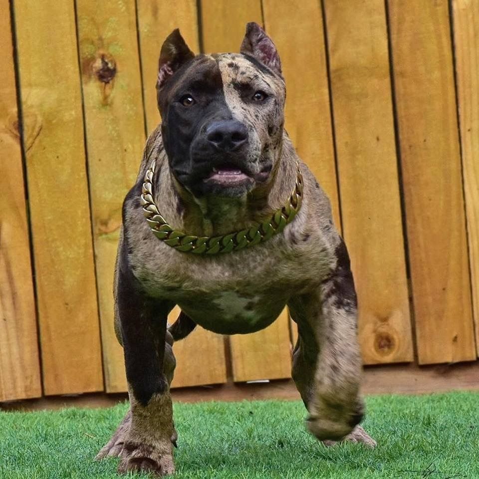 Суровая собака