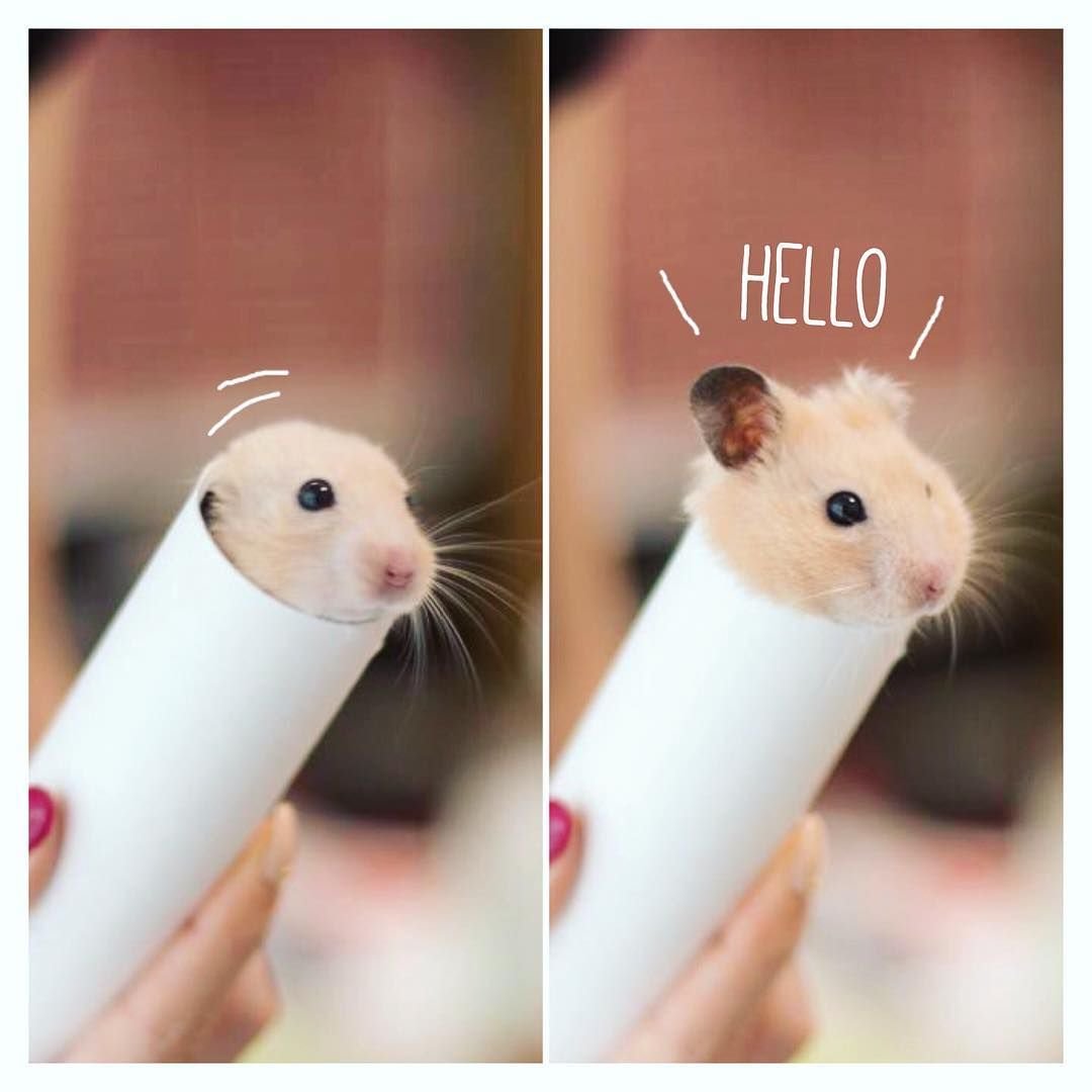 Лысая морская Свинка сфинкс