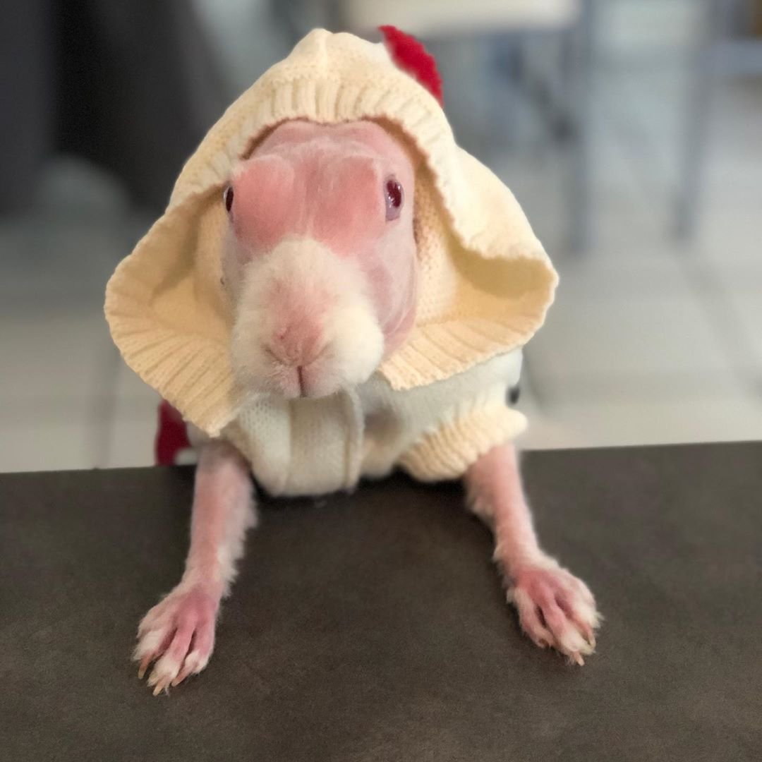 Селфи хомяков