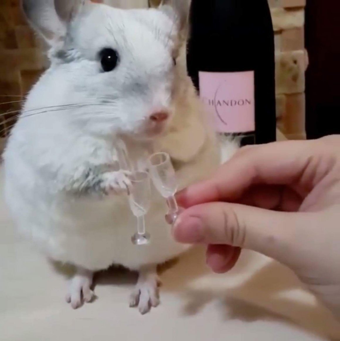 Смешные хомяки