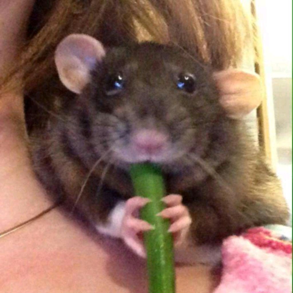 Лысый сирийский хомяк