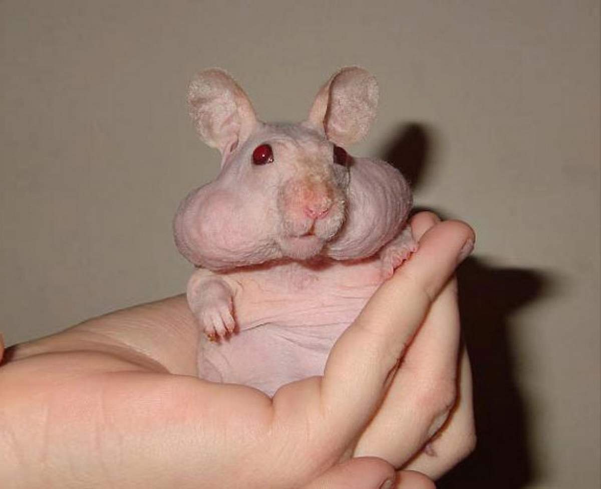 Стрижка хомяка