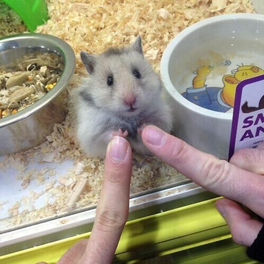 Джунгарский хомяк Хома