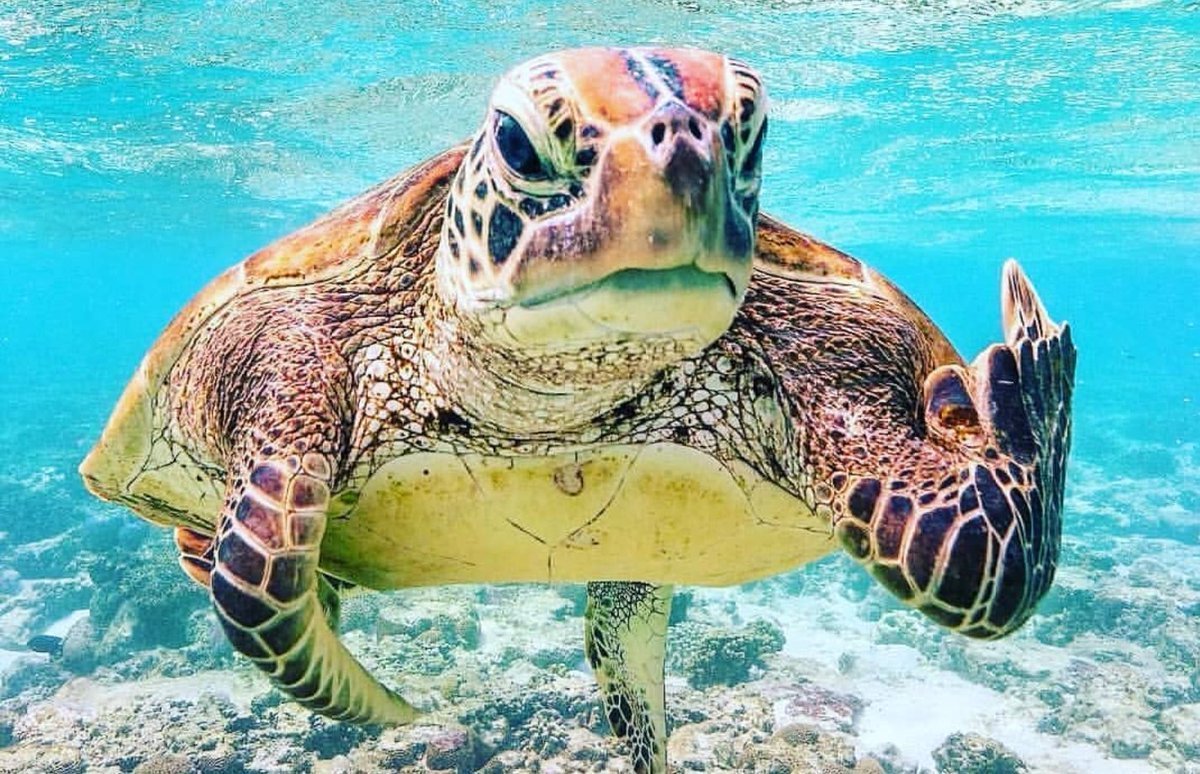 Черепаха на рабочий стол