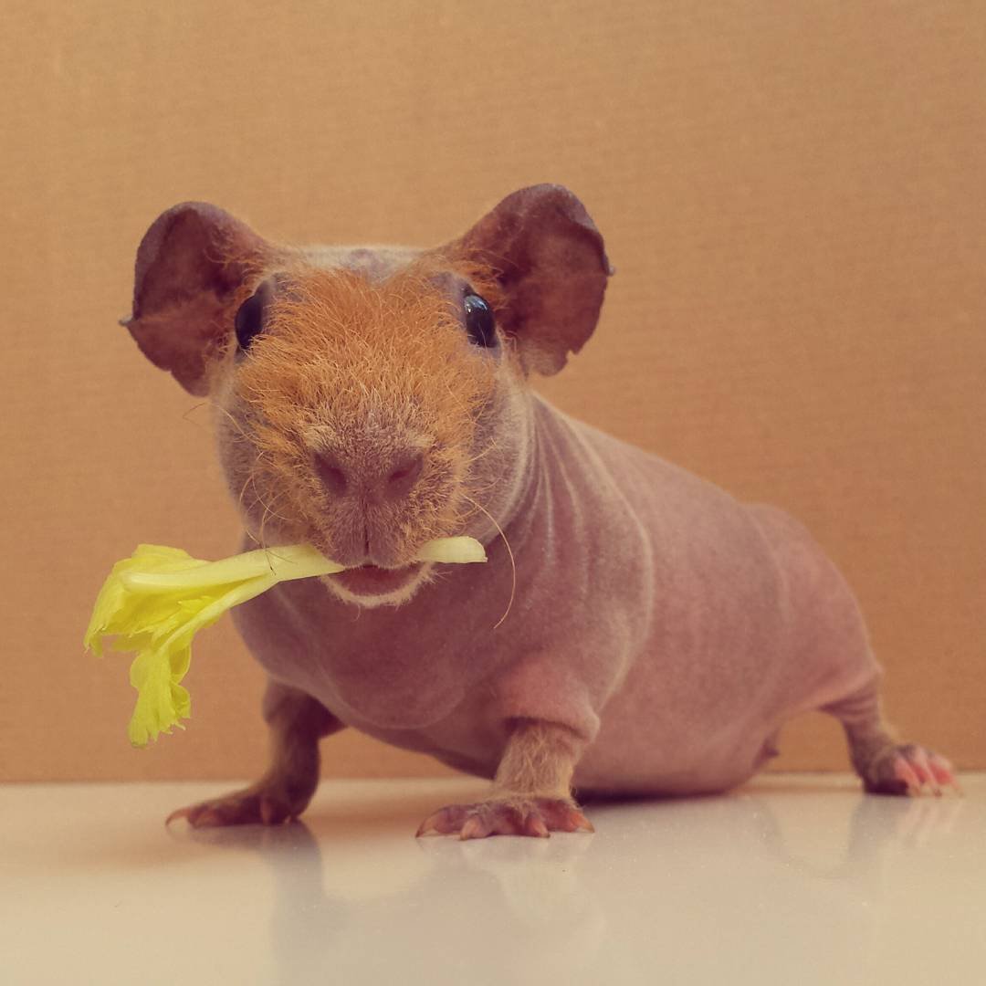 Лысая морская Свинка