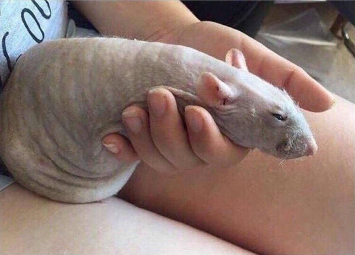 Сатиновая Золотая кудрявая мышь