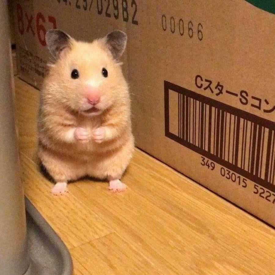 Испуганный хомяк