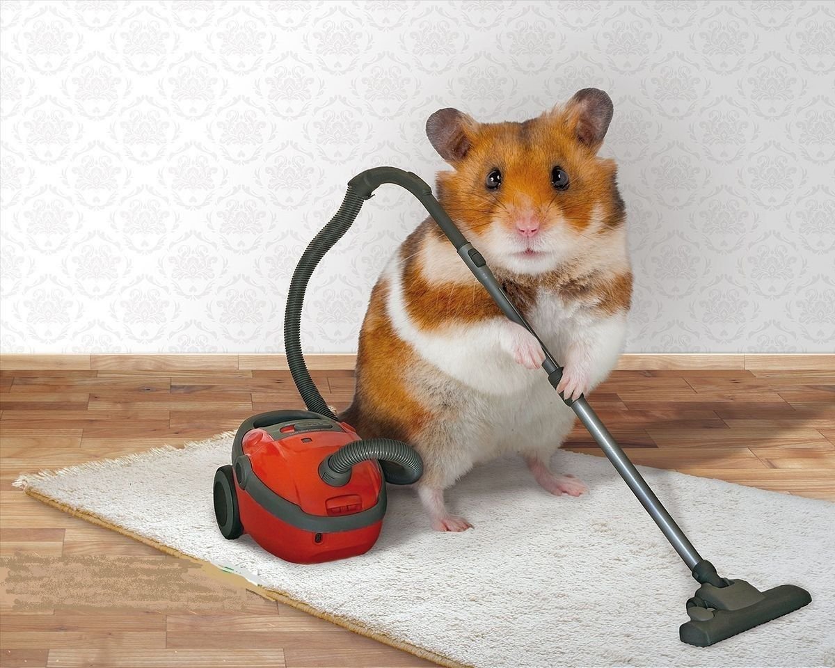 Мемы с крысами милые