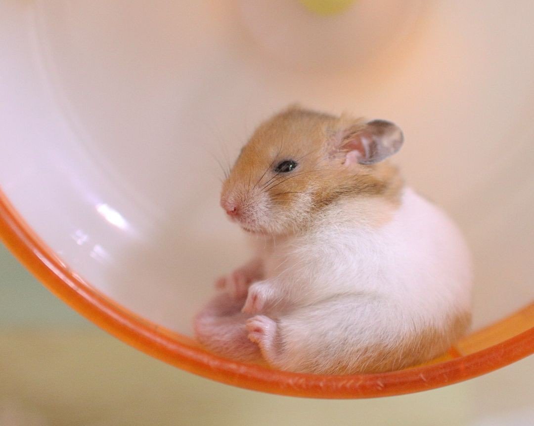 Хомяк на аву