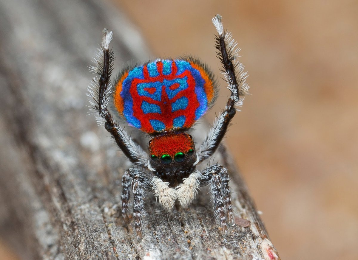 Паук Maratus volans
