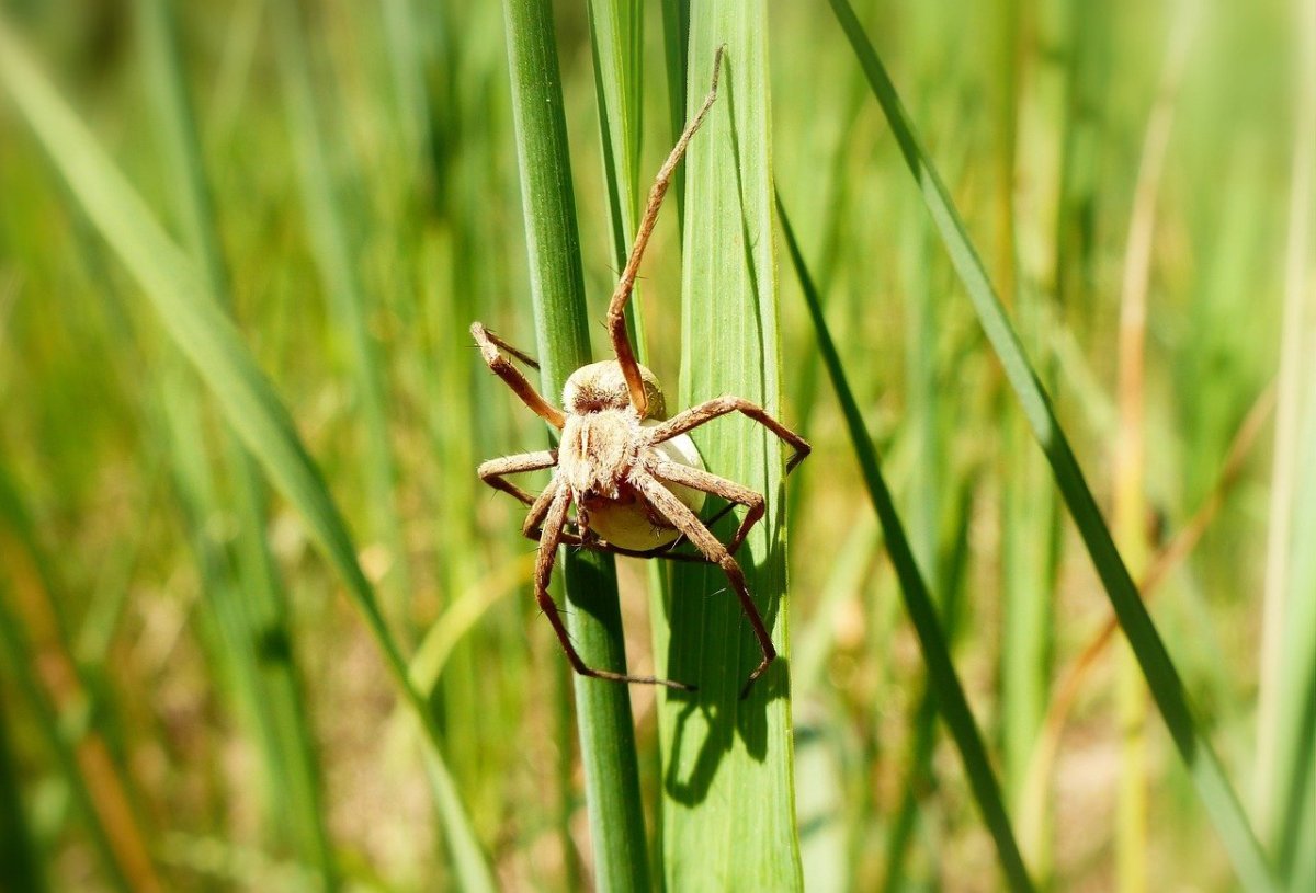 Паук сенокос