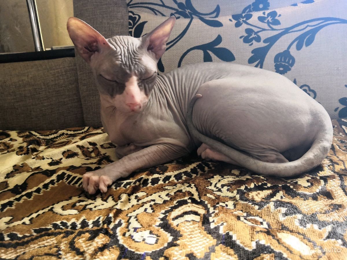 Котята браш Донской сфинкс