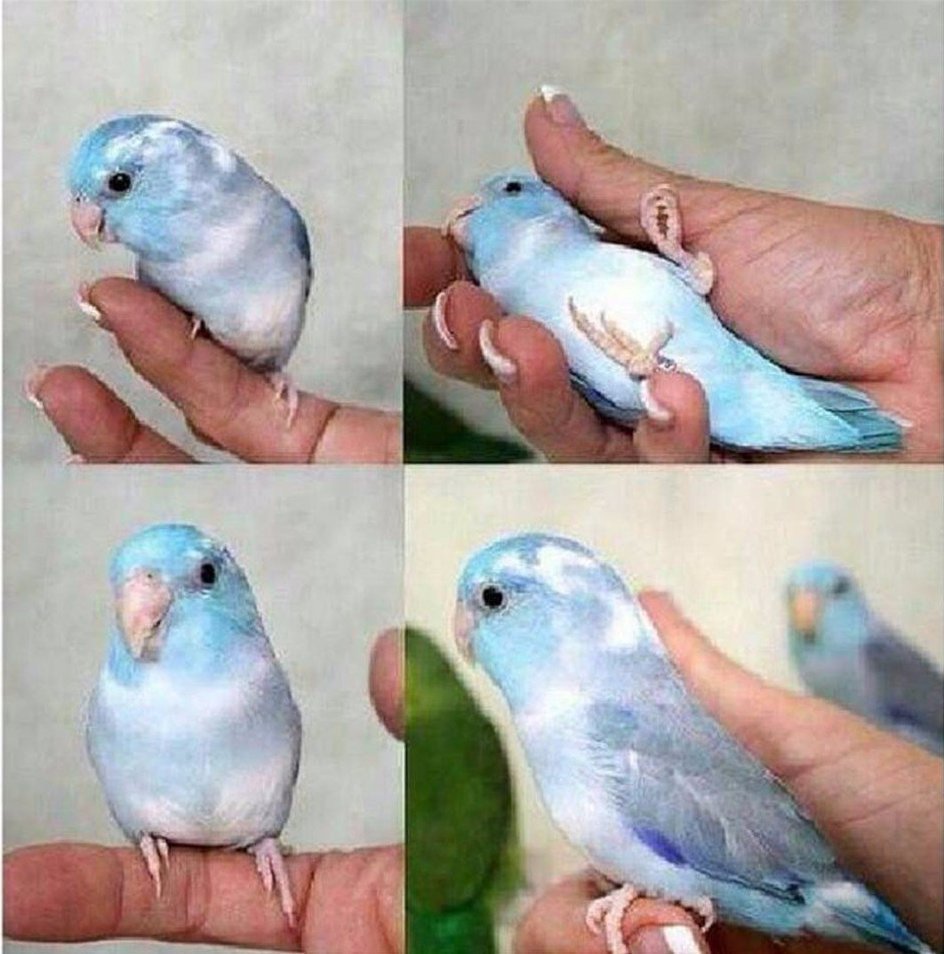 Небесный волнистый попугай