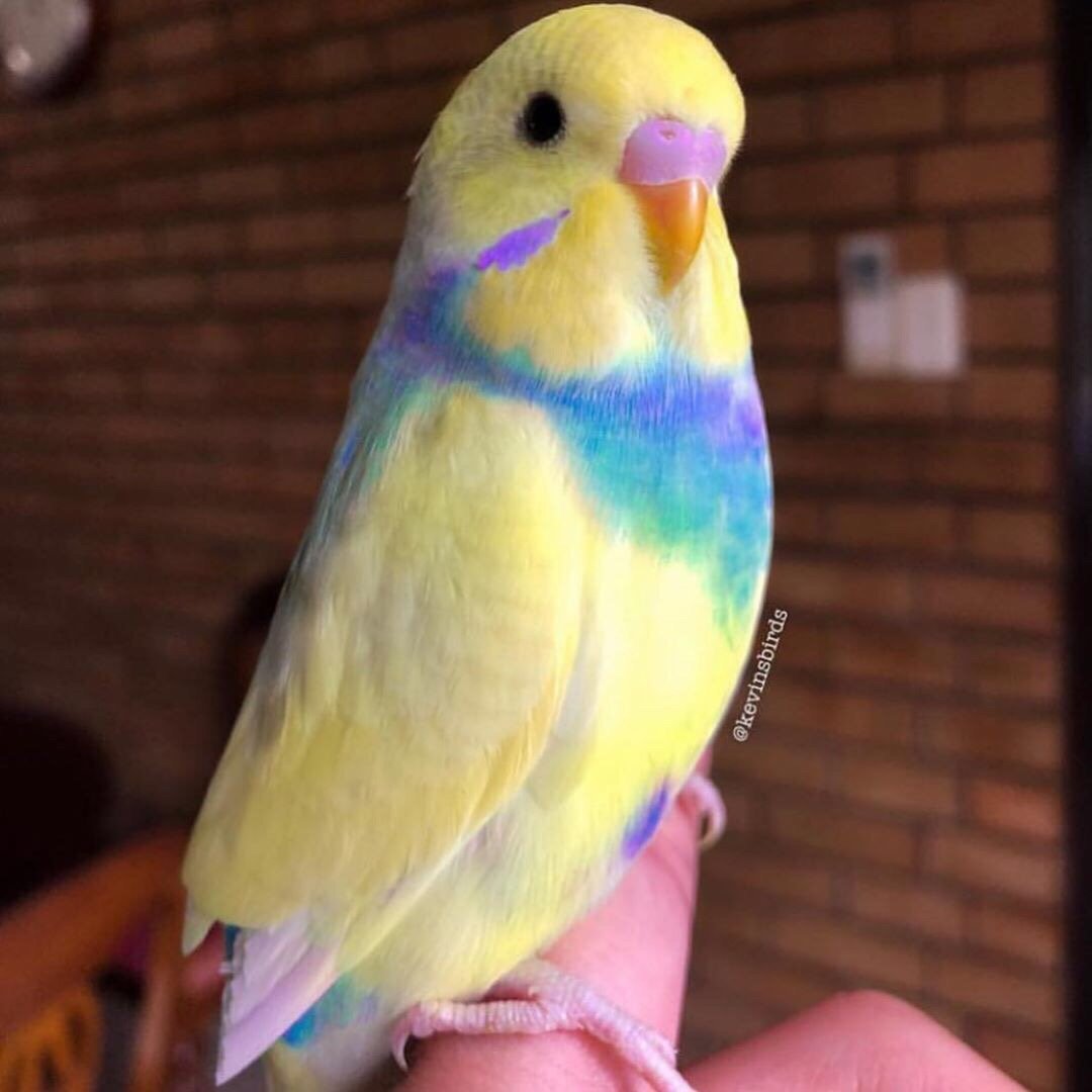 Волнистый попугайчик разноцветный окрас