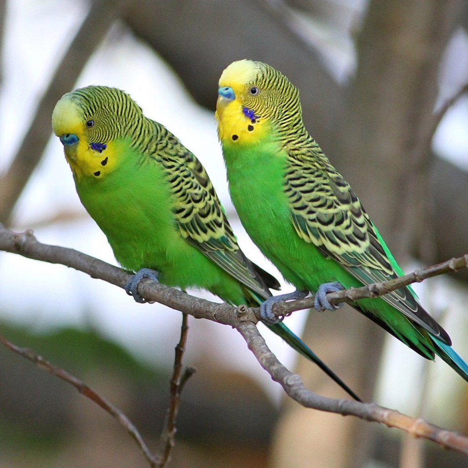 Волнистый попугайчик