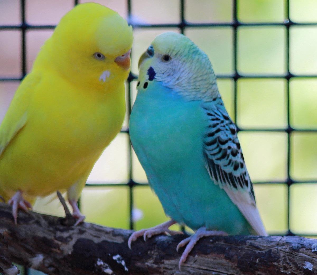 Волнистый попугай однотонный