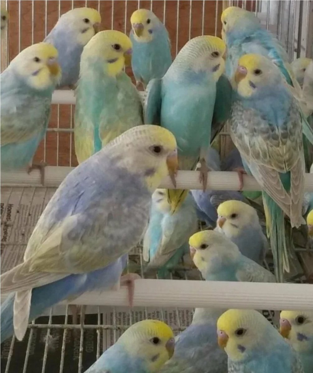 Радужный волнистый попугай