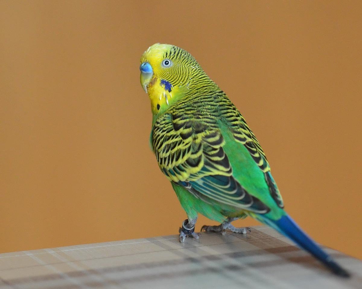 Нежный попугай Budgies