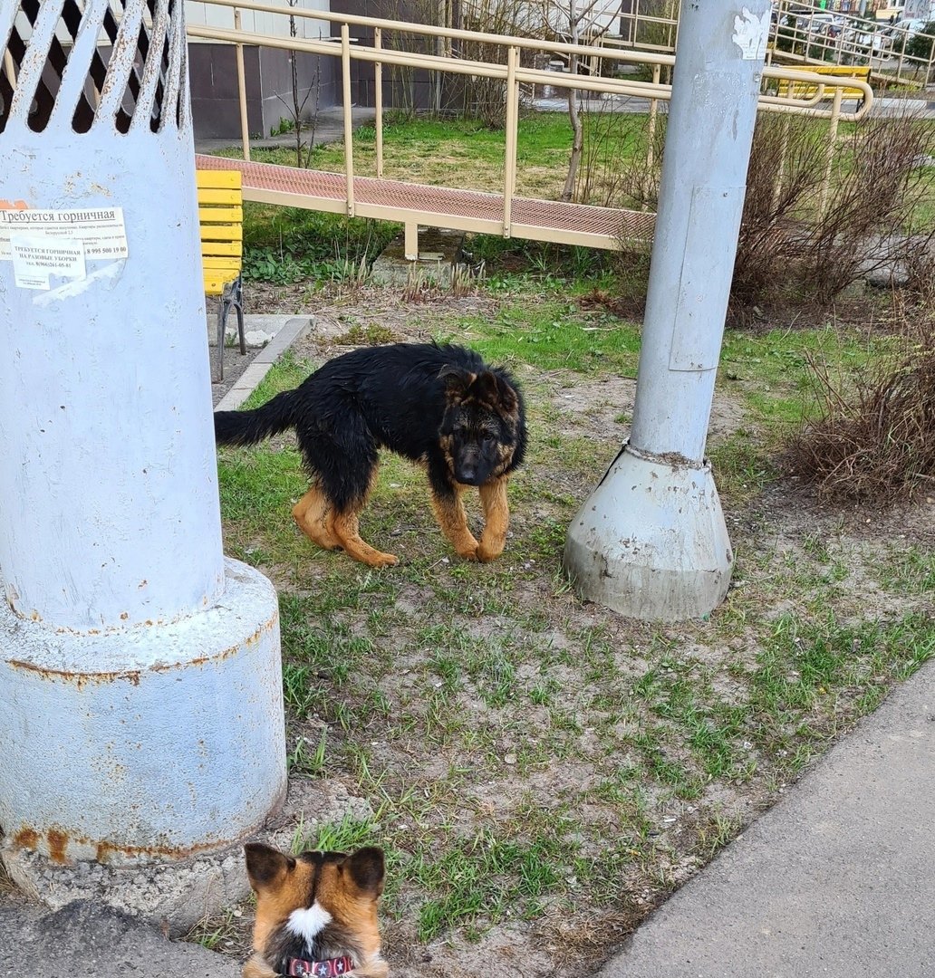 Самый толстый собаки бегают