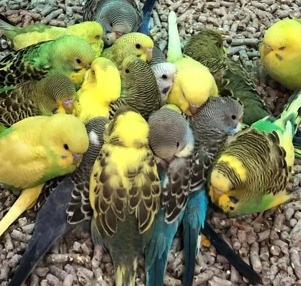 Волнистый попугай