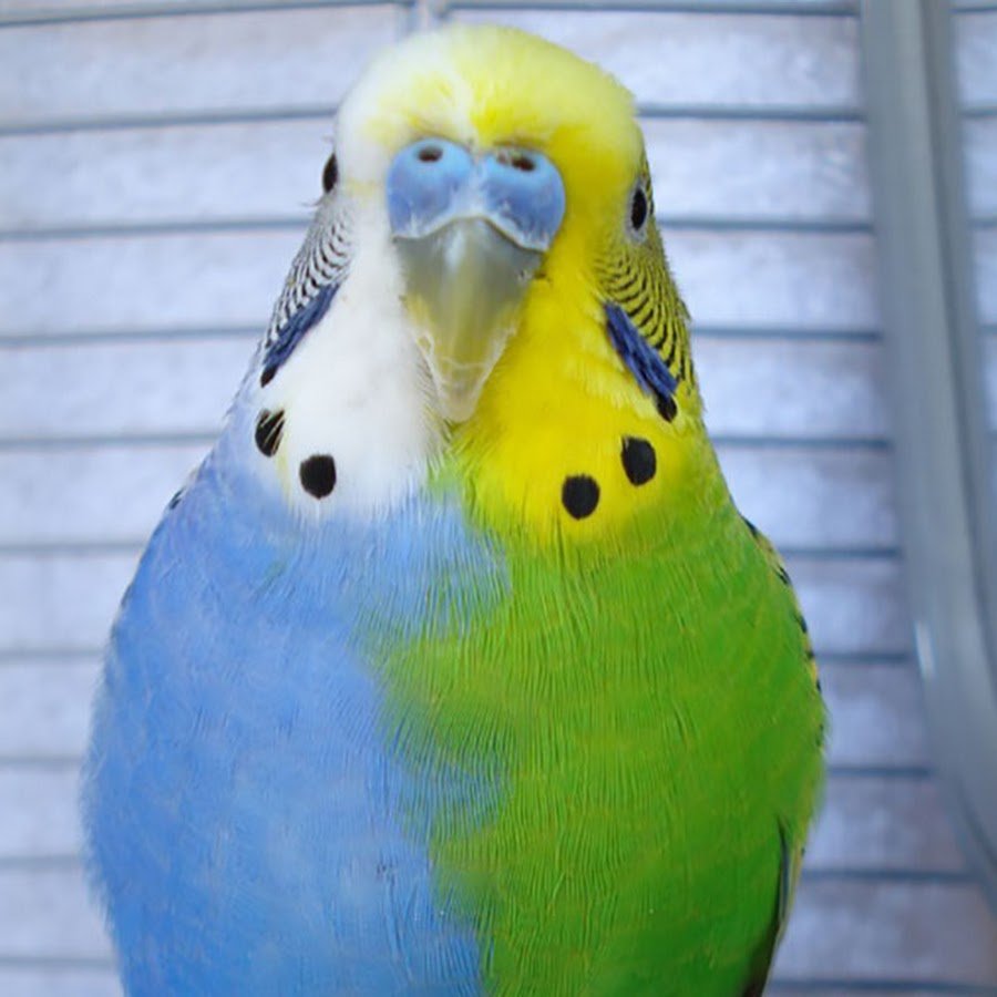 Самый редкий окрас волнистых попугаев