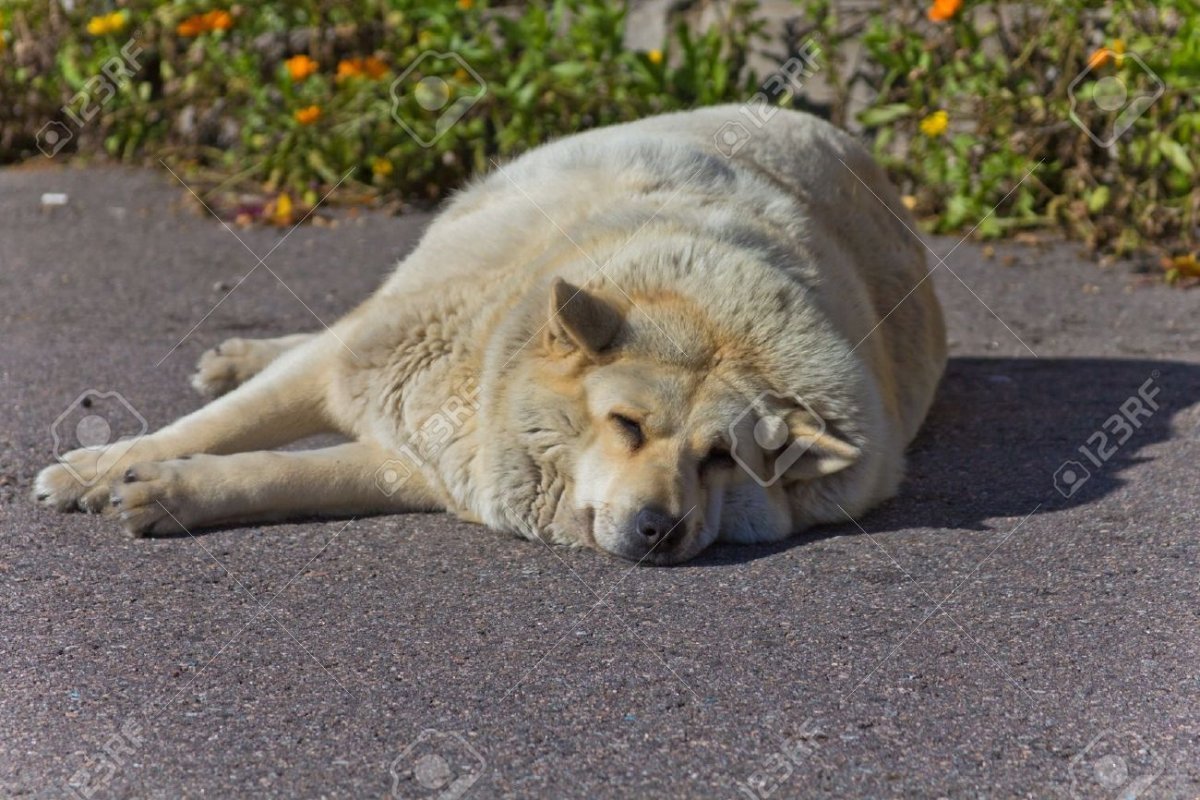 Английский бульдог