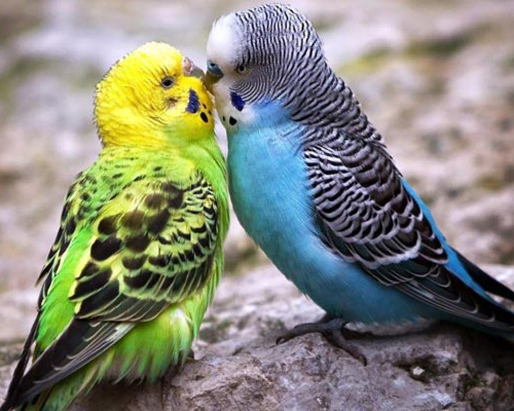 Волнистый попугай