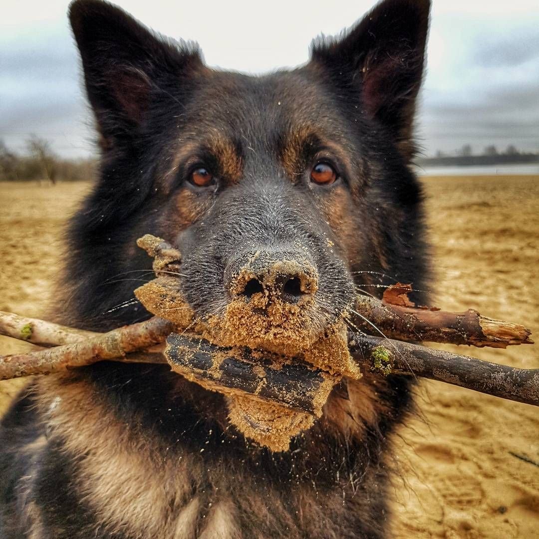 Грязная немецкая овчарка
