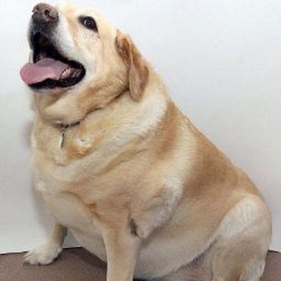 Немецкая овчарка умора