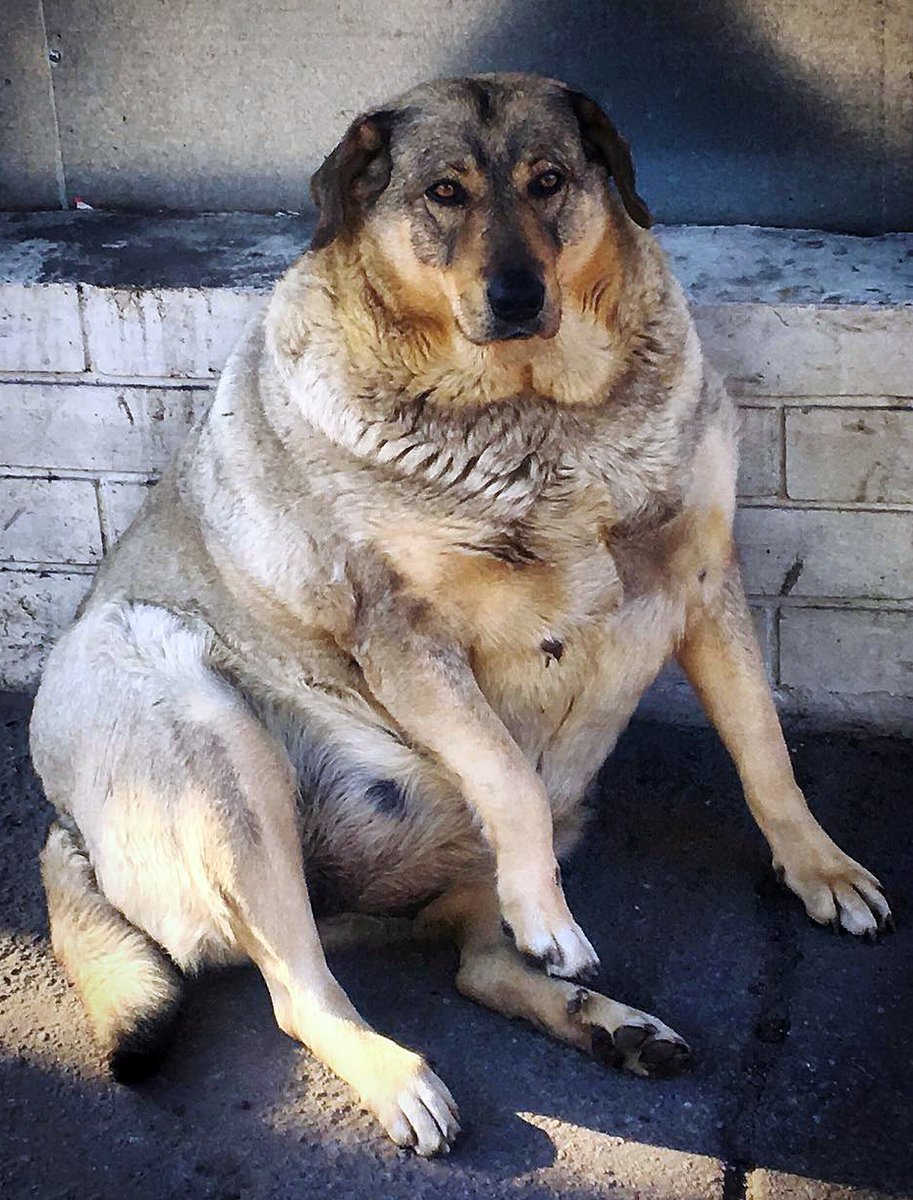 Толстый щенок немецкой овчарки