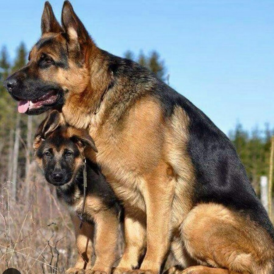 Накаченная немецкая овчарка