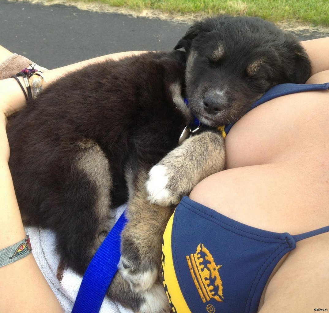 Веселая толстая собака