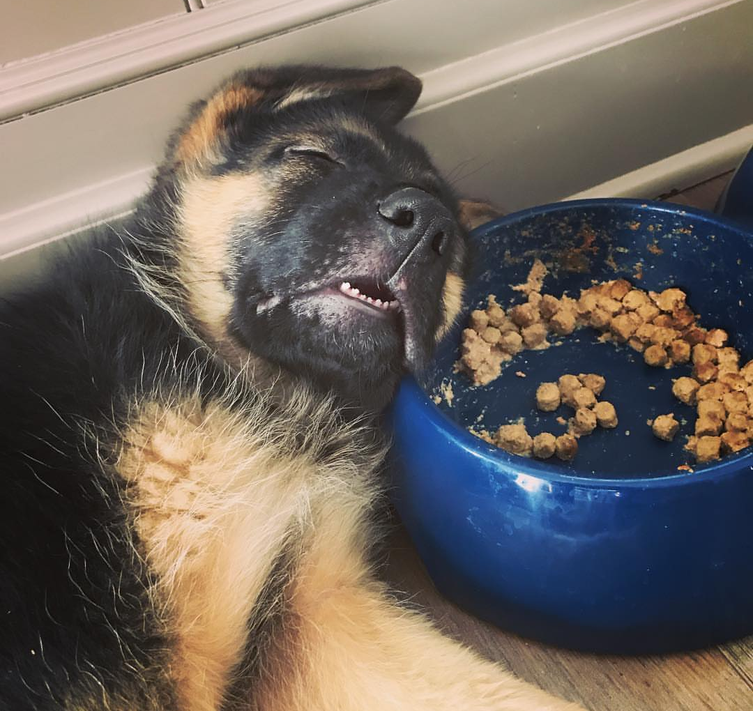 Собака овчарка немецкая добрая