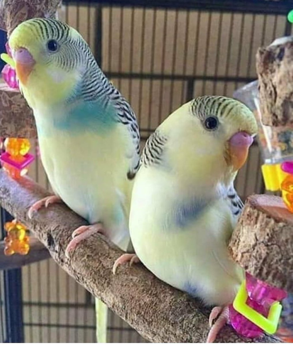 Волнистый попугай маленький